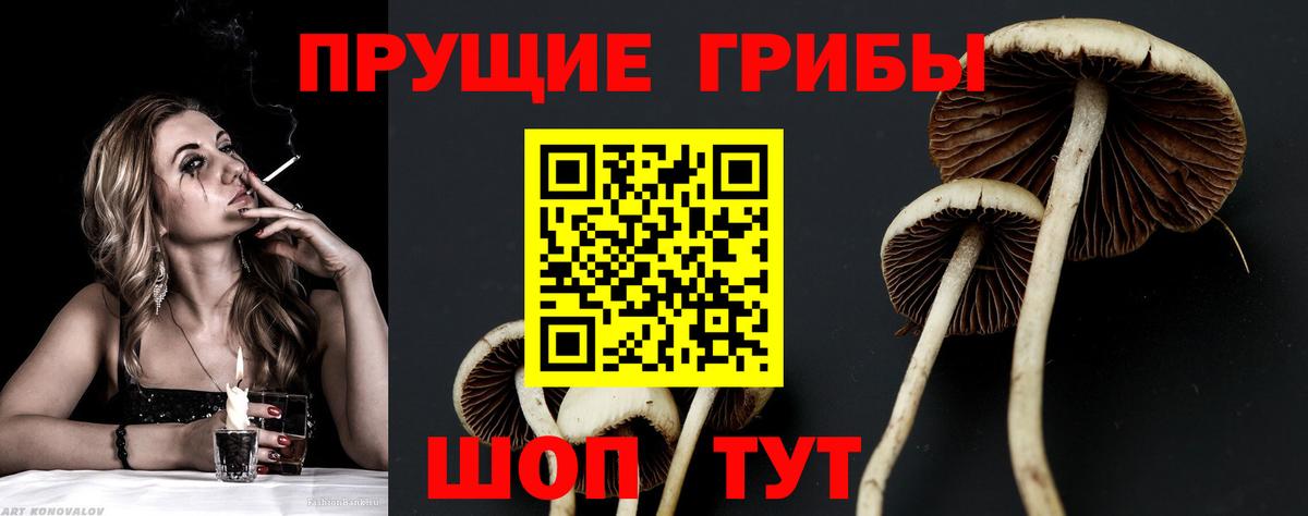Шатура  продажа наркотиков  Псилоцибиновые грибы Psilocybe  Вход с VPN  Галлюциногенные грибы MAGIC MUSHROOMS 